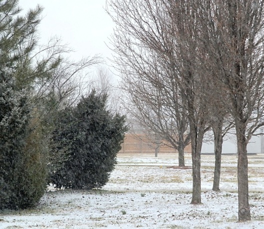 Facing the other direction from our front doorstep is a snowy group of trees and bushes