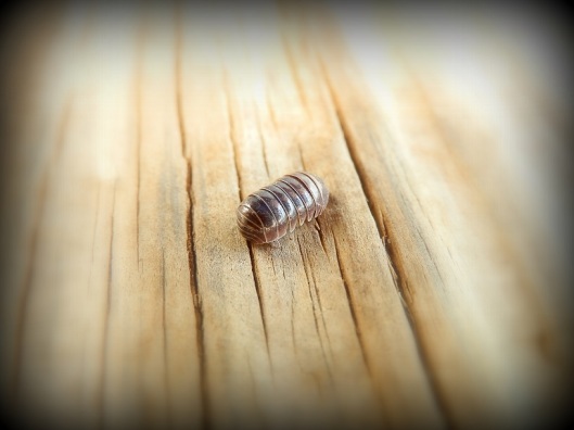 I think this poor little sow bug (we used to call them "roly-polies") was about dead -- he was barely moving.